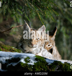 Eurasian Lynx (Lynx lynx) cub, Bavarian Forest, Bavaria, Germany, Europe Stock Photo