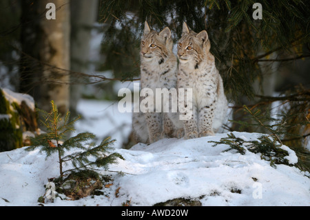 Eurasian Lynx (Lynx lynx) two cubs in the snow, Bavarian Forest, Bavaria, Germany, Europe Stock Photo