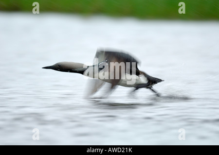 Arctic loon (Gavia arctica) taking off from the lake surface, Norway, Scandinavia, Europe Stock Photo