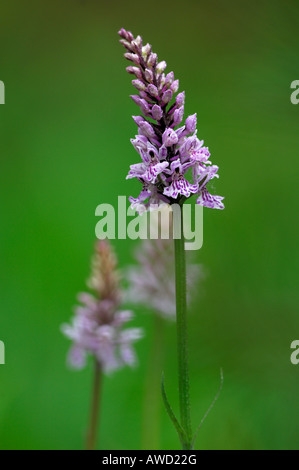 Heath-spotted Orchid (Dactylorhiza maculata), Norway, Scandinavia, Europe Stock Photo