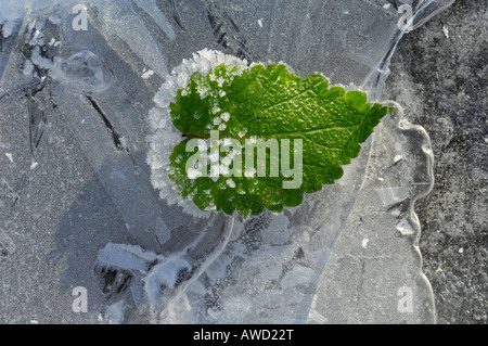 Frozen blackberry leaf with ice crystals, Schwaebische Alp, Baden-Wuerttemberg, Germany, Europe Stock Photo