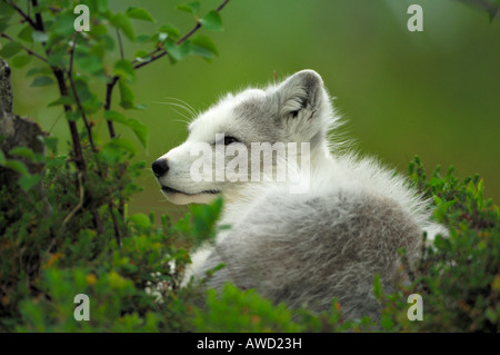 Arctic Fox (Alopex lagopus) resting in Fjellbirken forest, Norway, Scandinavia, Europe Stock Photo