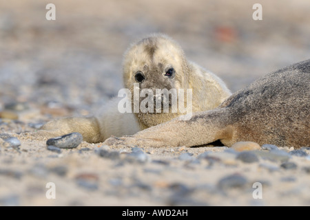 Grey Seal (Halichoerus grypus), newborn pup, Helgoland, Schleswig-Holstein, Germany, Europe Stock Photo