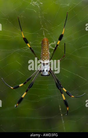 Spider, J.N. 'Ding' Darling National Wildlife Refuge, Everglades, Florida, USA, North America Stock Photo