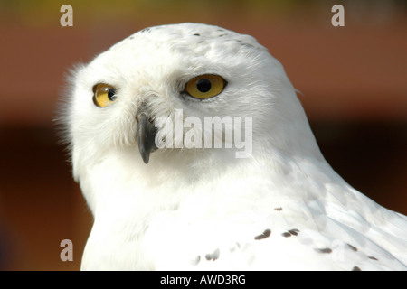 Snowy or Arctic or Great White Owl (Nyctea scandiaca or Bubo scandiacus) at Neunkirchen Falconry in Saarland, Germany, Europe