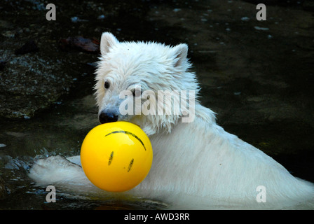 Knut the Polar Bear (Ursus maritimus) playing with ball at the Berlin Zoo in Berlin, Germany, Europe Stock Photo