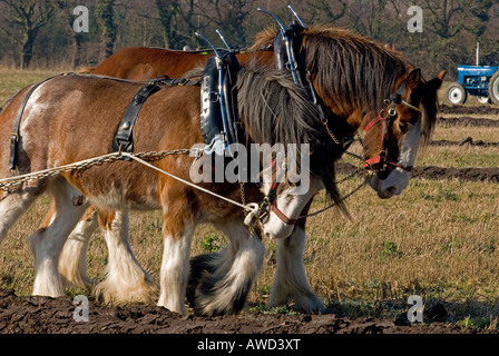 Shire horse pulling a plough as a team Stock Photo