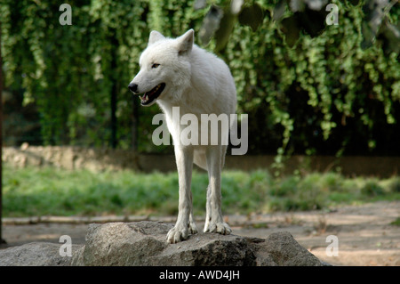 Grey Wolf or Timber Wolf (Canis lupus), Berlin Zoo, Berlin, Germany, Europe Stock Photo