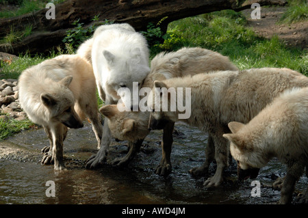 Grey Wolves or Timber Wolves (Canis lupus), Berlin Zoo, Berlin, Germany, Europe Stock Photo