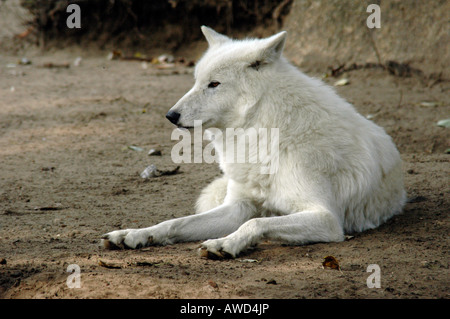 Grey Wolf or Timber Wolf (Canis lupus), Berlin Zoo, Berlin, Germany, Europe Stock Photo