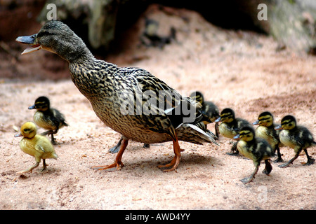 Mallard Duck (Anas platyrhynchos) with ducklings at a zoo, Baden-Wuerttemberg, Germany, Europe Stock Photo