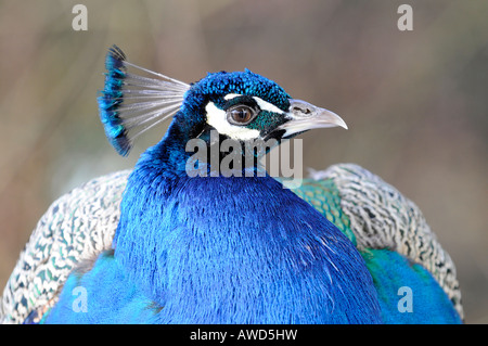 Indian - Blue - or Common Peafowl (Pavo cristatus) at a zoo in Bavaria, Germany, Europe Stock Photo