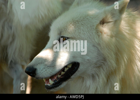 White Wolf (Canis lupus) at a zoo Stock Photo