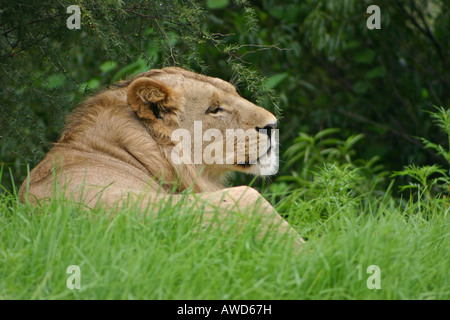 African Lion lying in the wet Grass