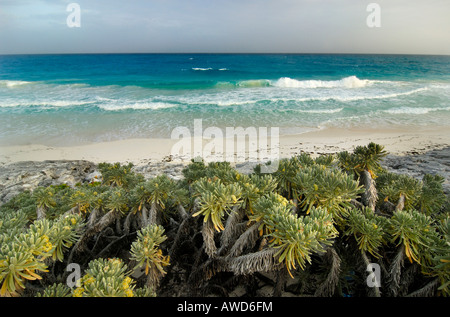 Tropical flora growing the beach of Cayo Largo, Cuba, Americas Stock Photo