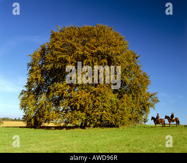 Bavaria Buche, Common Beech (Fagus sylvatica), autumn, riders, near Pondorf, Naturpark Altmuehltal, Eichstaett district, Upper  Stock Photo