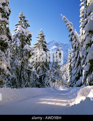 Scenic snowy road in winter with pine trees Stock Photo - Alamy