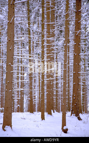 Fir forest in winter with snow, Weilheim, Upper Bavaria, Bavaria, Germany, Europe Stock Photo
