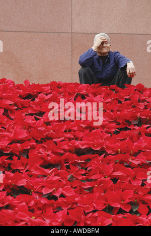 An elderly gentleman takes the weight off his feet above a garden of blooming poinsettia flowers in the centre of Chengdu city. Stock Photo