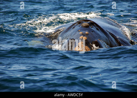 Southern Right Whale, Península Valdés, Chubut Province, Patagonia, Argentina Stock Photo