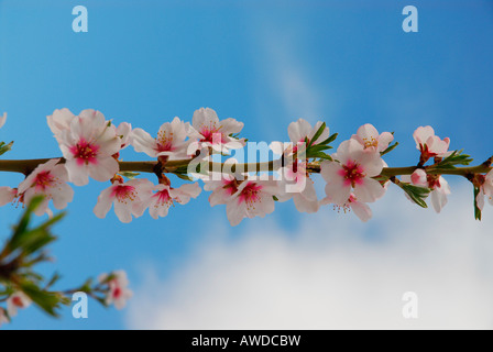 Almond blossoms near Calpe, Costa Blanca, Spain, Europe Stock Photo