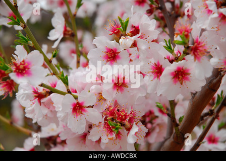 Almond blossoms near Calpe, Costa Blanca, Spain, Europe Stock Photo