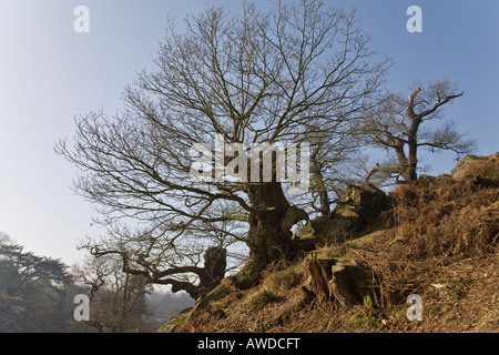 Ancient oaks on a hillside in Bradgate Park, Leicestershire, England. Stock Photo