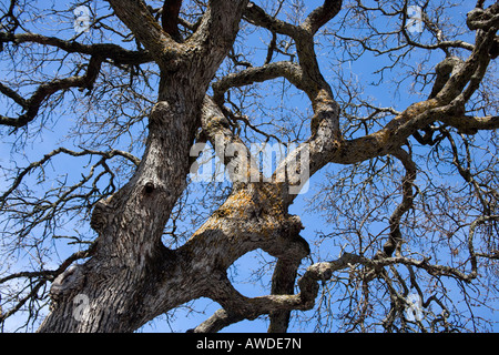 Deciduous Cork Oak tree displaying massive branches. Stock Photo