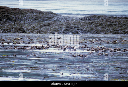 Sea otters (Enhydra lutris) in a kelp bed Kodiak, Alaska Stock Photo