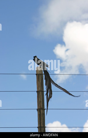 Longtailed Widow Bird Male Stock Photo