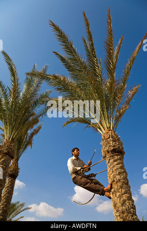 Man climbing palm tree to trim some of the leaves and tree trunk Stock Photo