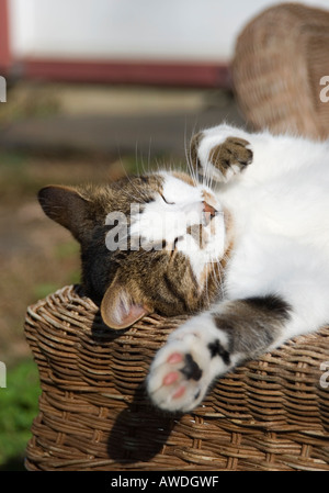Cat sleeping in the sun Stock Photo