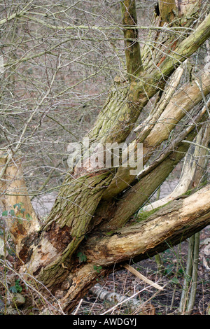 There are many trees at Bestwood Country Park a community area based on the remnants of the old Bestwood Colliery There are a number of Park Rangers and one of their most important jobs is to ensure that the trees are kept safe particularly important in the past year after the number of storms etc Bestwood was at one time reputed to be the largest colliery in the UK it closed in 1967 Stock Photo