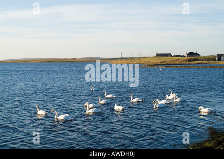 dh Loch of Stenness STENNESS ORKNEY Flock of Mute swans swimming Stock Photo