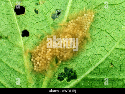 Cotton leafworm Spodoptera littoralis eggs laid in a mass on a cotton leaf Stock Photo