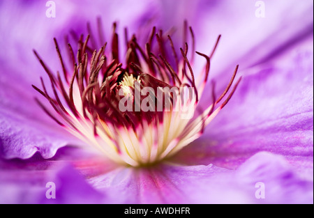 Purple clematis detail of flower centre Stock Photo
