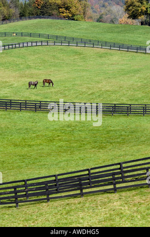 Horse Farm in Dutchess County, New York Stock Photo