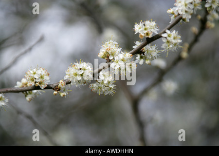 Flowers of the Blackthorn Tree, Prunus spinosa, Roseaceae Stock Photo