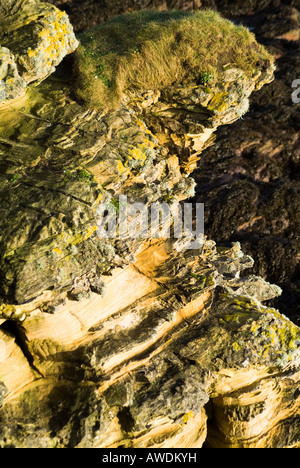 dh  COASTAL CORROSION UK Worn sandstone cliffs with overhanding clifftop Stock Photo