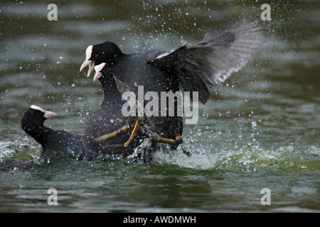 Coots Fulica atra fighting Verulamium Park St Albans Stock Photo