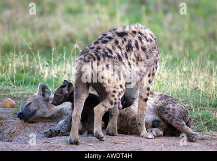 Spotted Hyena (crocuta crocuta) with cub aka Laughing Hyena Stock Photo