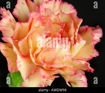 Closeup - Flower Stock Photo