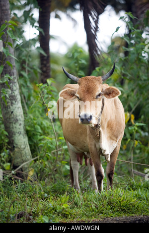 kerala cow breeds