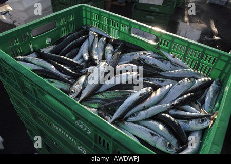 Sardines in a box ready to go to market from Playa San Juan Tenerife Canary Islands Spain Stock Photo