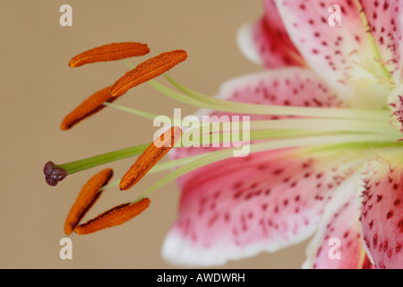 Stargazer Lily close up Stock Photo