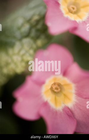 Close up shot of two primrose flowers Stock Photo