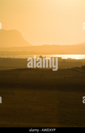dh Loch of Harray HARRAY ORKNEY Sheep in field orange dusk sunset