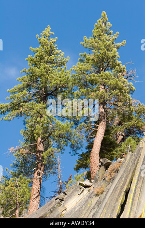 Two Pines -- Basalt Towers 3 Stock Photo