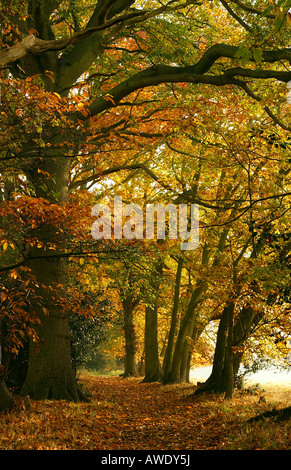 A Pathway through trees in Autumn Stock Photo