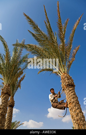 Man climbing palm tree to trim some of the leaves and tree trunk Stock Photo